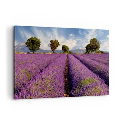 Canvas picture - Lavender Fields - 120x80 cm