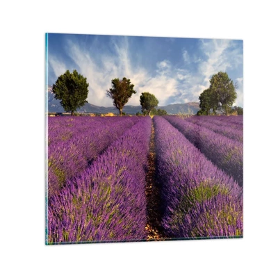Glass picture - Lavender Fields - 70x70 cm
