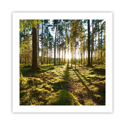 Poster - Deep in the Forest - 50x50 cm