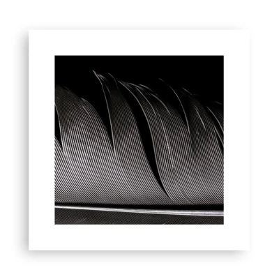 Poster - Feather - Wonderful Constract - 30x30 cm
