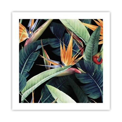 Poster - Flaming Flowers of the Tropics - 50x50 cm