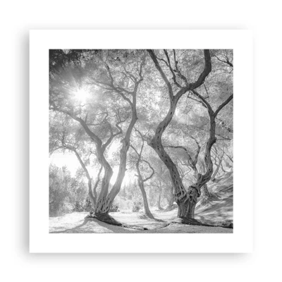 Poster - In an Olive Grove - 40x40 cm
