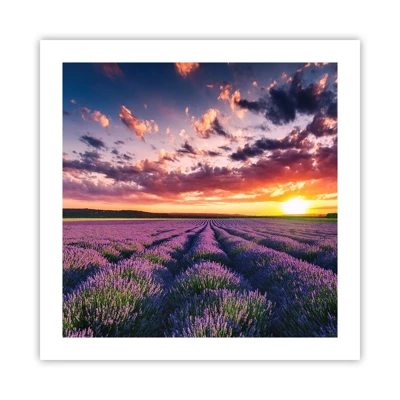 Poster - Lavender World - 50x50 cm