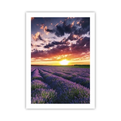 Poster - Lavender World - 50x70 cm