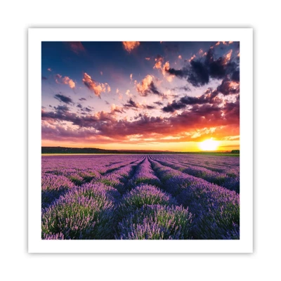 Poster - Lavender World - 60x60 cm