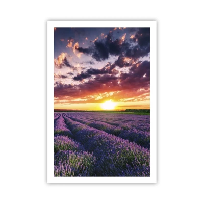 Poster - Lavender World - 61x91 cm