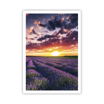 Poster - Lavender World - 70x100 cm