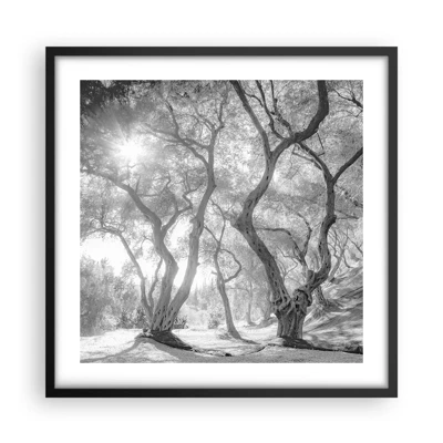 Poster in black frame - In an Olive Grove - 50x50 cm