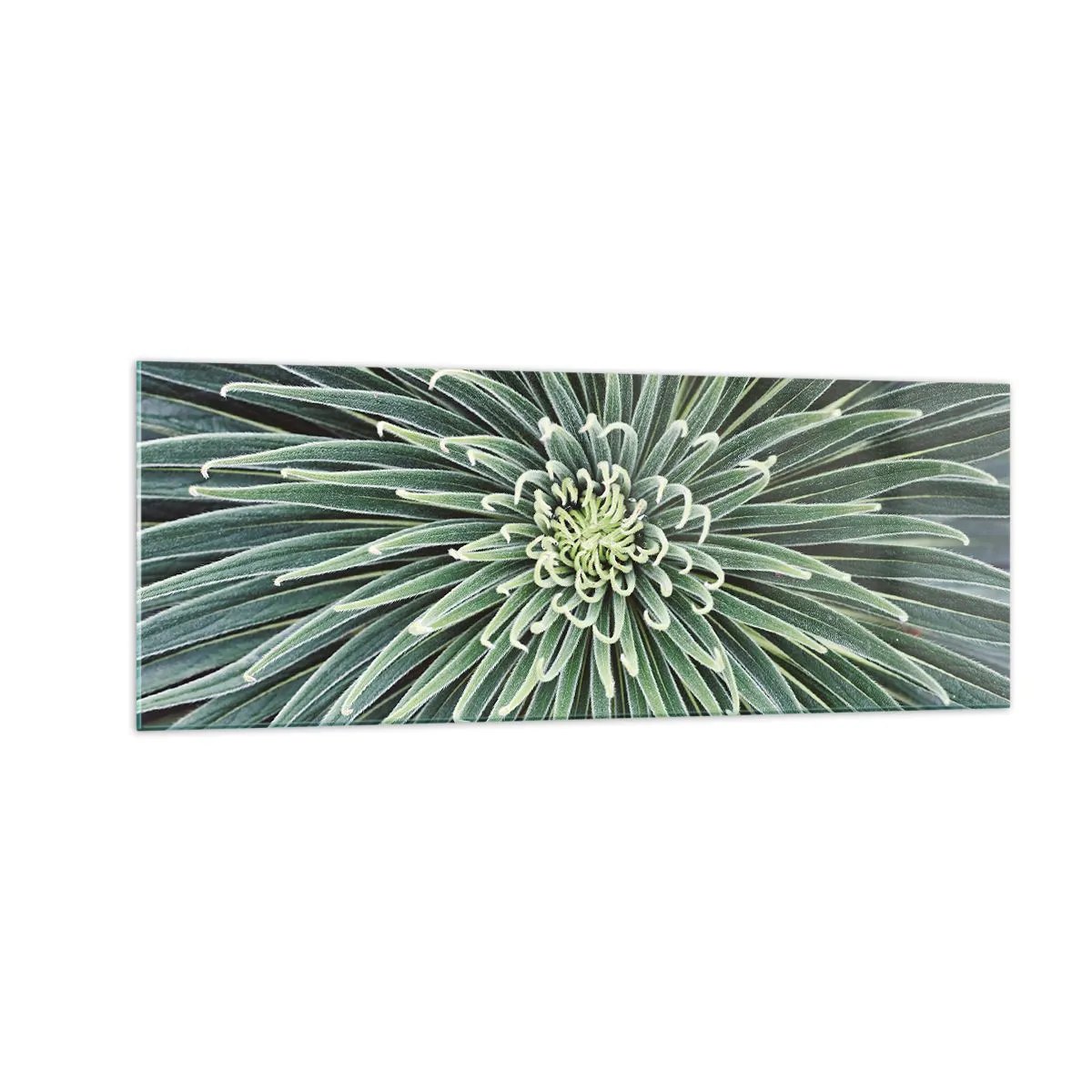 Glass picture  Arttor 140x50 cm - Birth of a Star - Agave Flower, Agave, Flowers, Tropics, Exotic, For living-room, For bedroom, Black, Green, Horizontal, Glass, GAB140x50-4905