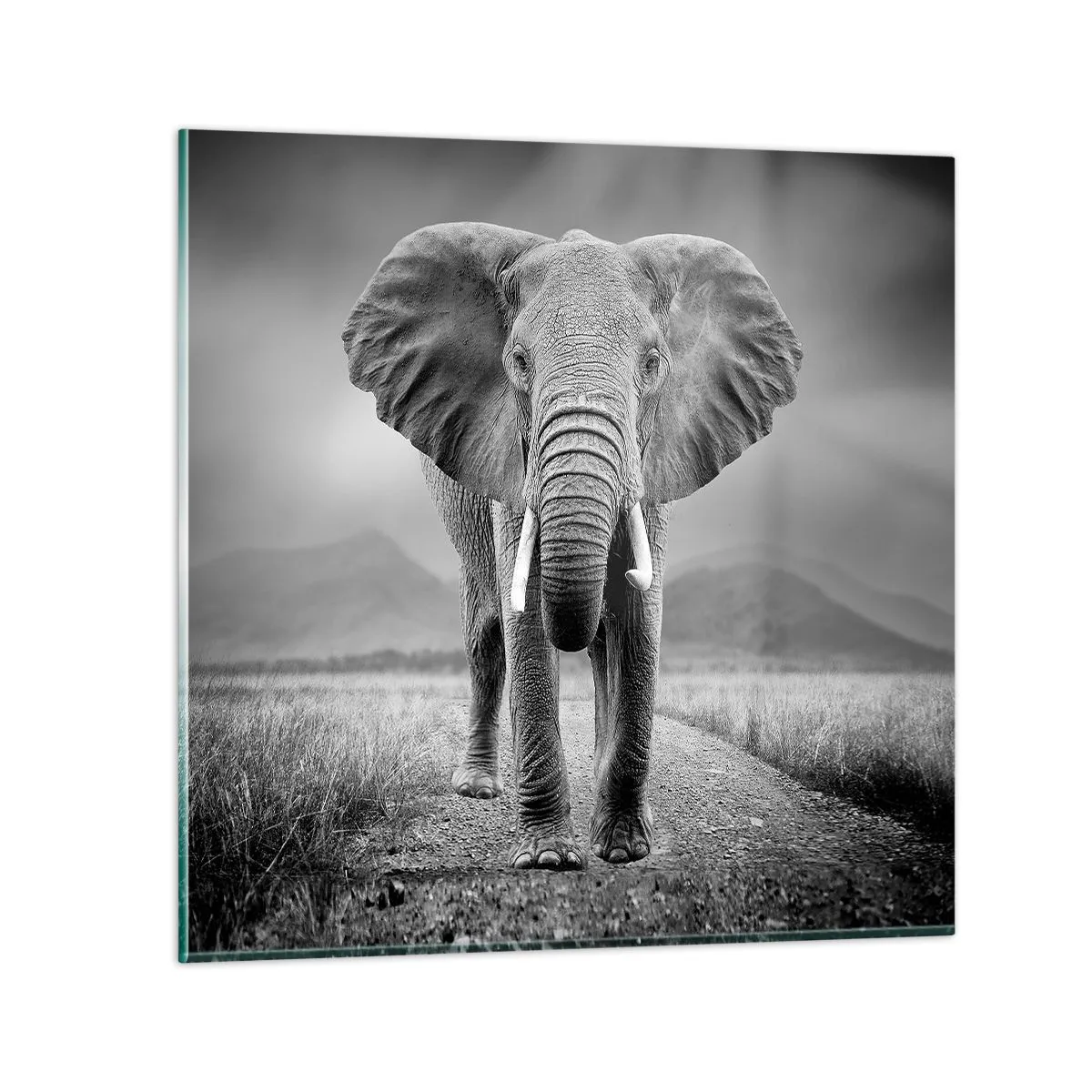 Glass picture  Arttor 70x70 cm - Welcoming of the Host - Elephant, Animals, Landscape, Nature, Africa, For living-room, For bedroom, White, Black, Horizontal, Glass, GAC70x70-4966