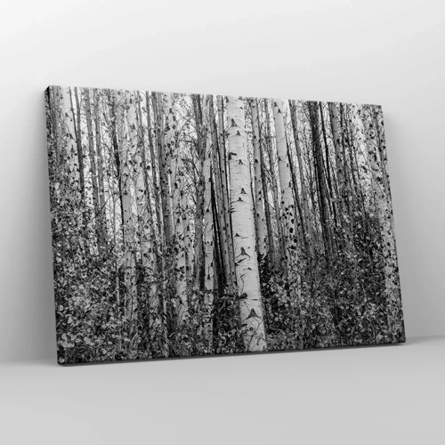 Canvas picture - Birch Colonnade - 70x50 cm