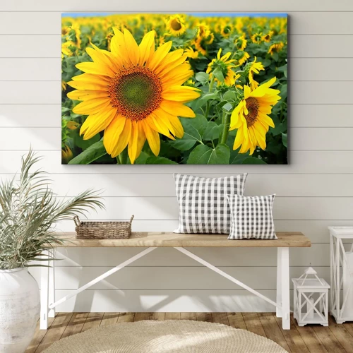 Canvas picture - Hundreds of the Suns - 70x50 cm