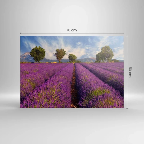 Canvas picture - Lavender Fields - 70x50 cm