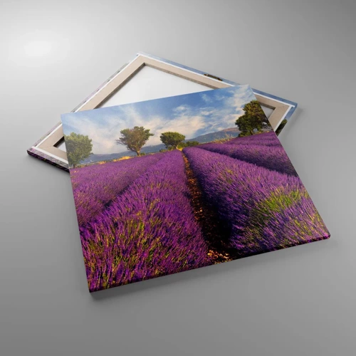 Canvas picture - Lavender Fields - 70x70 cm