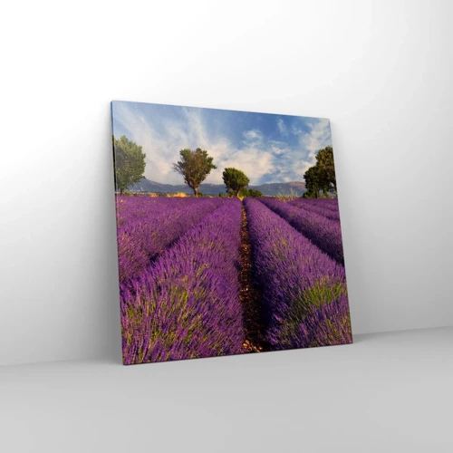 Canvas picture - Lavender Fields - 70x70 cm