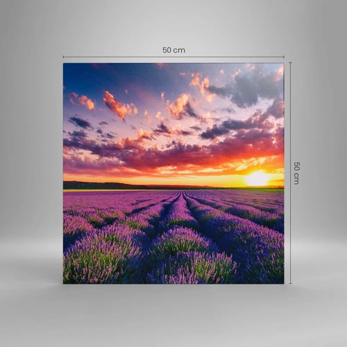 Canvas picture - Lavender World - 50x50 cm