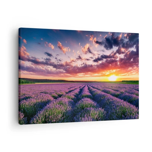 Canvas picture - Lavender World - 70x50 cm