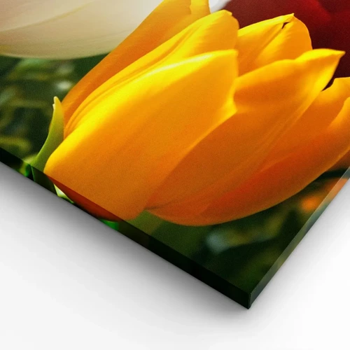 Canvas picture - Tulip Fever - 70x100 cm