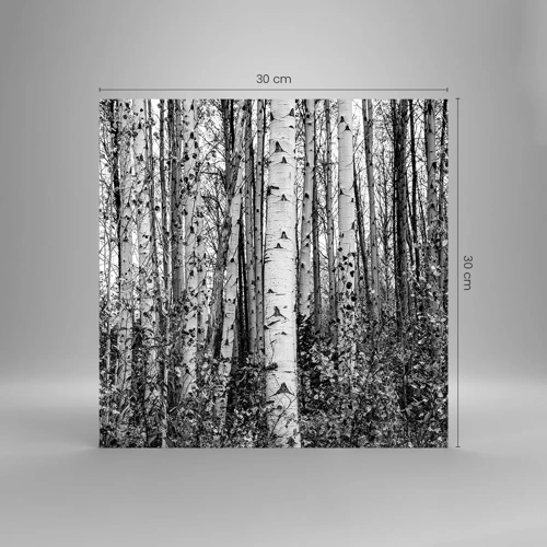 Glass picture - Birch Colonnade - 30x30 cm