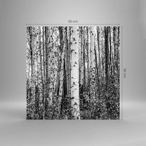 Glass picture - Birch Colonnade - 50x50 cm