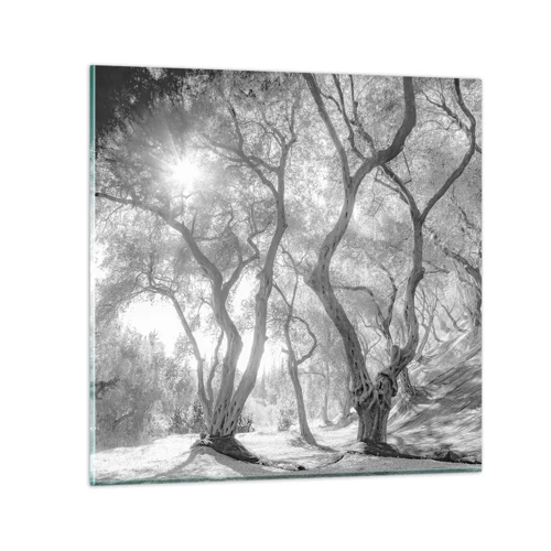 Glass picture - In an Olive Grove - 50x50 cm