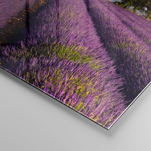 Glass picture - Lavender Fields - 70x70 cm