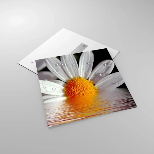 Glass picture - Sunrise of a Daisy - 70x70 cm