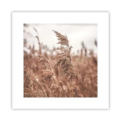 Poster - Autumn Has Arrived in the Fields - 30x30 cm