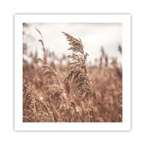 Poster - Autumn Has Arrived in the Fields - 50x50 cm