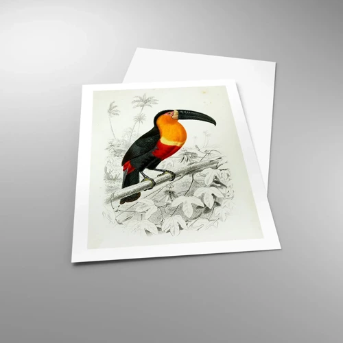 Poster - Bird Colours - 50x70 cm