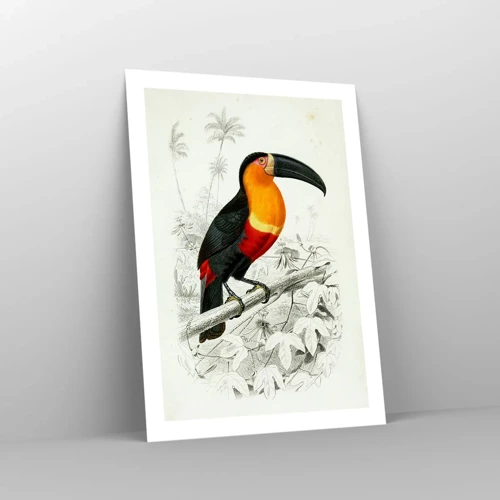 Poster - Bird Colours - 50x70 cm