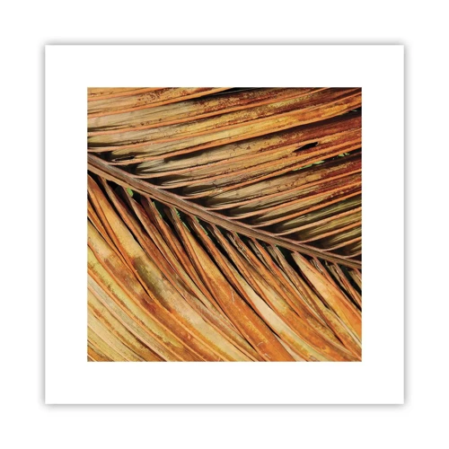 Poster - Coconut Gold - 30x30 cm