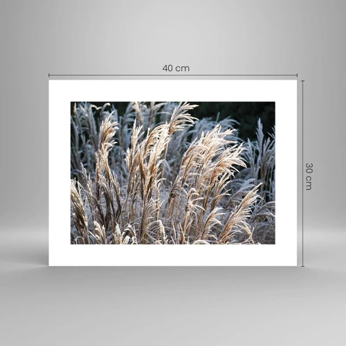 Poster - Decorated with Frost - 40x30 cm