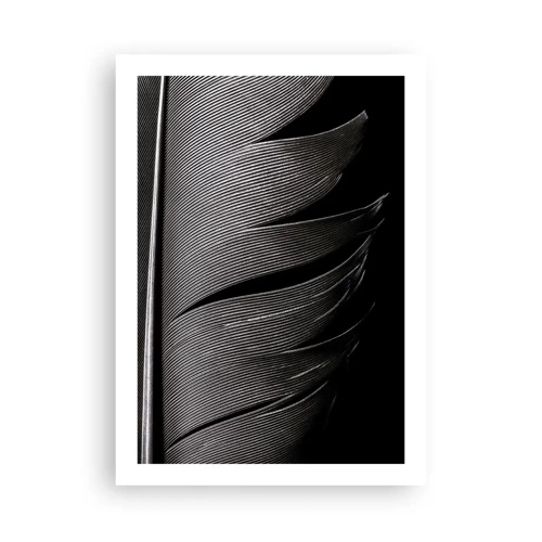 Poster - Feather - Wonderful Constract - 50x70 cm