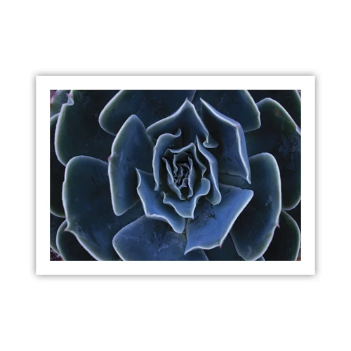 Poster - Flower of the Desert - 70x50 cm
