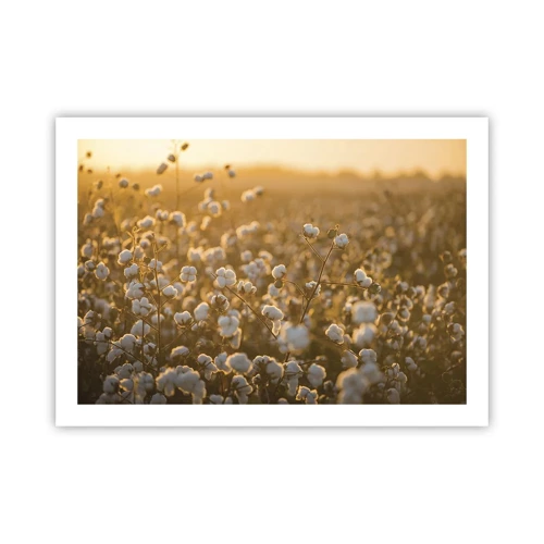 Poster - Fluffy Field - 70x50 cm