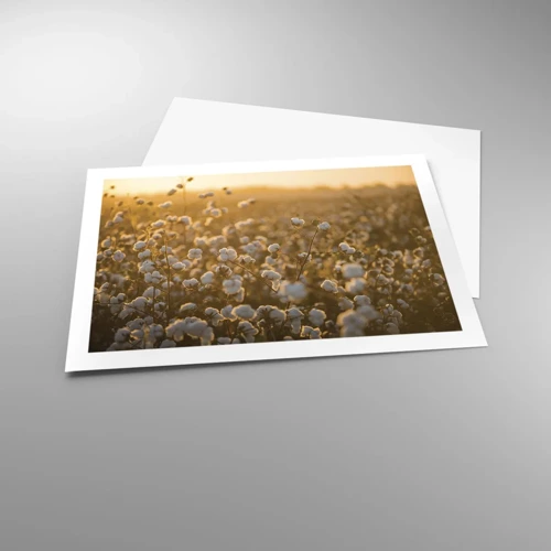 Poster - Fluffy Field - 70x50 cm