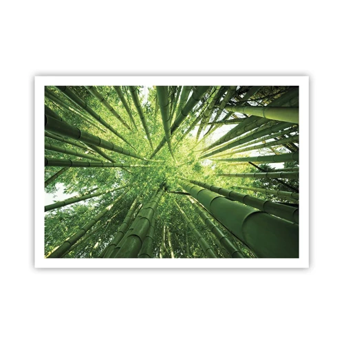Poster - In a Bamboo Forest - 100x70 cm