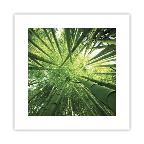 Poster - In a Bamboo Forest - 30x30 cm