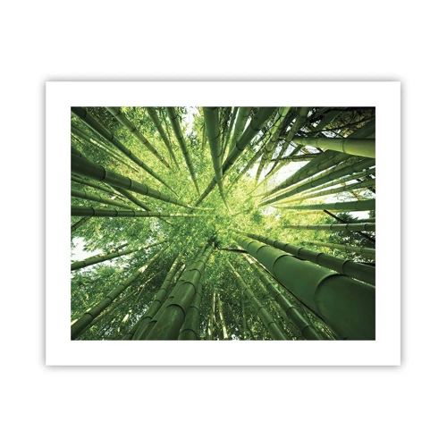 Poster - In a Bamboo Forest - 50x40 cm