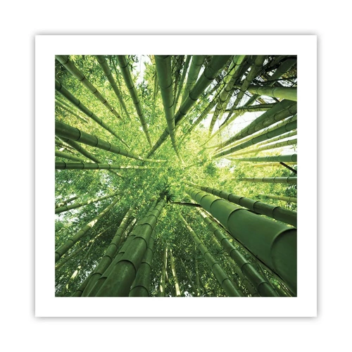 Poster - In a Bamboo Forest - 50x50 cm