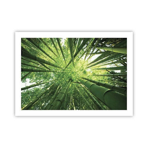 Poster - In a Bamboo Forest - 70x50 cm