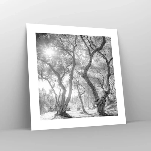 Poster - In an Olive Grove - 40x40 cm