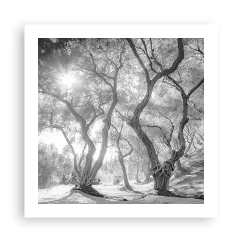 Poster - In an Olive Grove - 50x50 cm