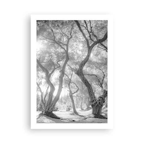 Poster - In an Olive Grove - 50x70 cm