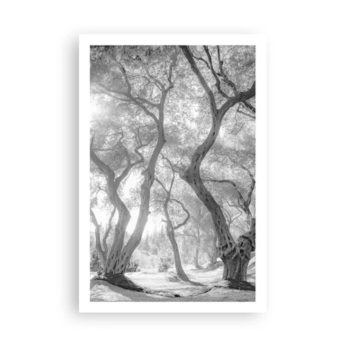 Poster - In an Olive Grove - 61x91 cm