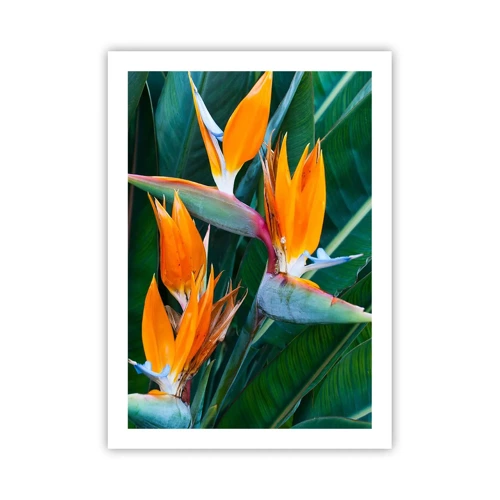 Poster - Is It a Flower or a Bird? - 50x70 cm