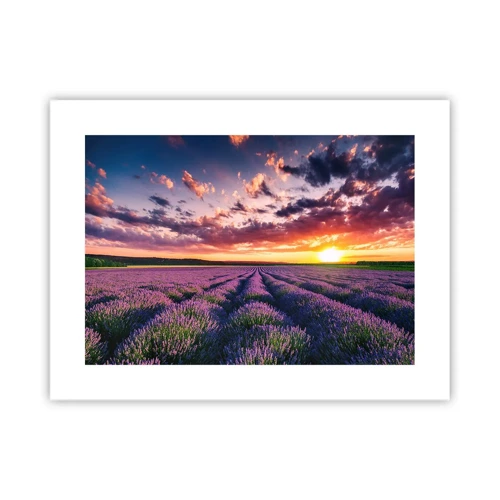 Poster - Lavender World - 40x30 cm
