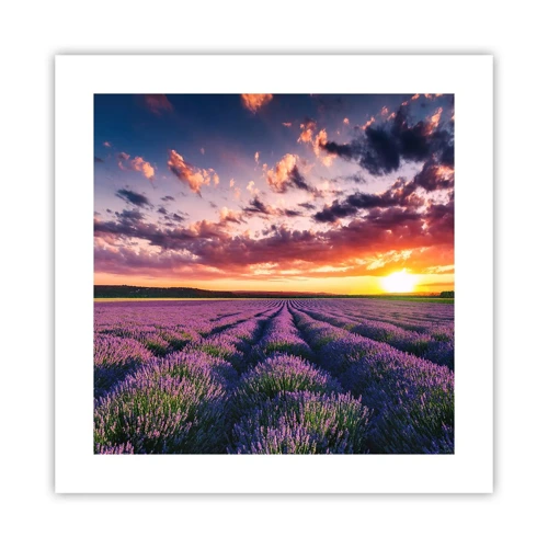 Poster - Lavender World - 40x40 cm