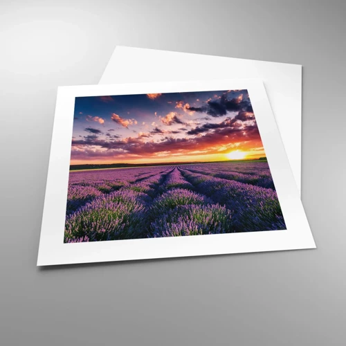 Poster - Lavender World - 40x40 cm